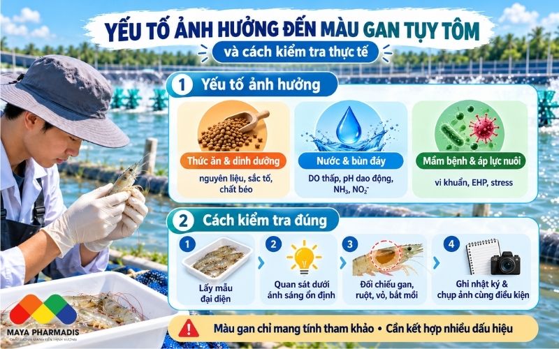Những yếu tố ảnh hưởng đến màu gan tụy trong ao nuôi